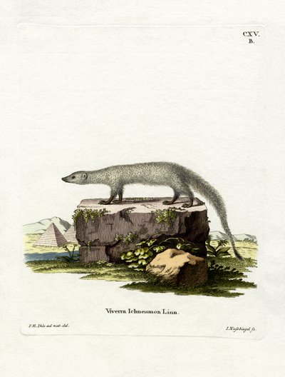 Ägyptischer Mungo von German School