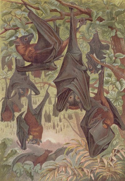 Flughund, Tafel aus Brehms Tierleben: Allgemeine Kunde des Tierreichs, Bd. 1, S. 344, veröffentlicht vom Bibliographischen Institut, 1890 von German School