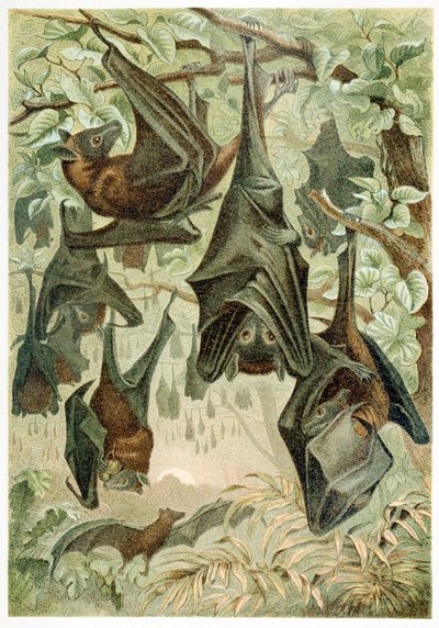 Flughunde, aus Brehms Tierleben, veröffentlicht 1860, Farblithographie von German School
