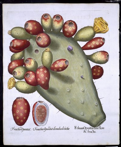 Folium Opuntia aus Hortus Eystettensis von Basil Besler (1561-1629), veröffentlicht 1613 von German School