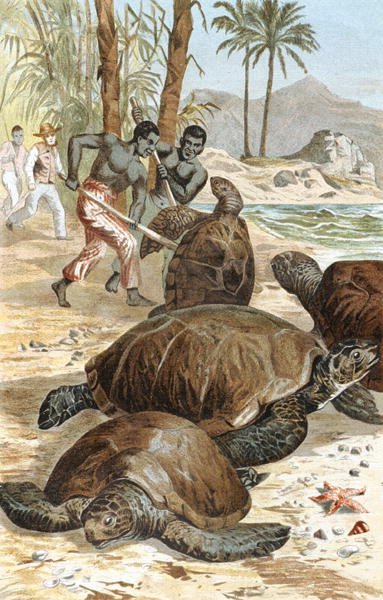 Grüne Schildkröte, Tafel aus "Brehms Tierleben: Allgemeine Kunde des Tierreichs", Bd.7, S.596, veröffentlicht vom Bibliographischen Institut von German School