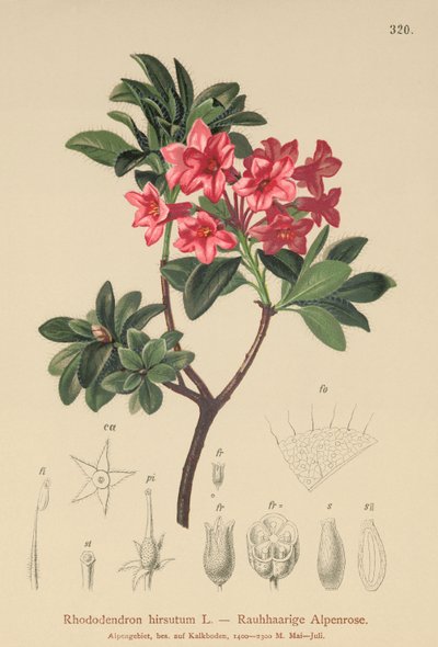 Behaarte Alpenrose von German School