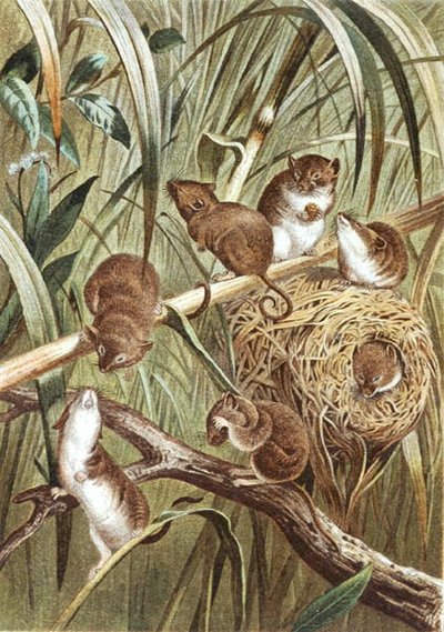 Erntemaus, Tafel aus "Brehms Tierleben: Allgemeine Kunde des Tierreichs", Bd.2, S.515, veröffentlicht vom Bibliographischen Institut von German School