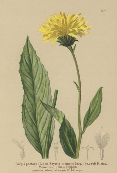 Greiskraut von German School