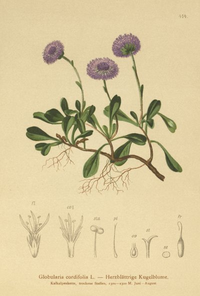 Herzblättrige Kugelblume von German School