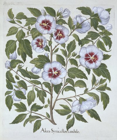 Hibiscus syriacus, aus Hortus Eystettensis, von Basil Besler (1561-1629), veröffentlicht 1613 von German School