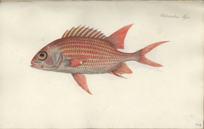 Holocentrus ascensionis, vor 1790 von German School