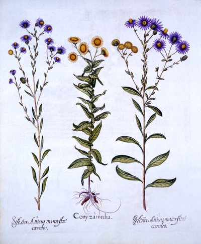Berufkraut und Europäische Herbstastern, aus Hortus Eystettensis, von Basil Besler, 1613 von German School