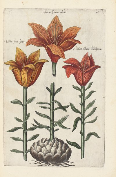 Illustration aus "Florilegium ... tractans de variis floribus et aliis indicis plantis as vivum delineatum in duabus partis et quatuor linguis concinnatum" von Emanuel Sweert, 1612-14 von German School
