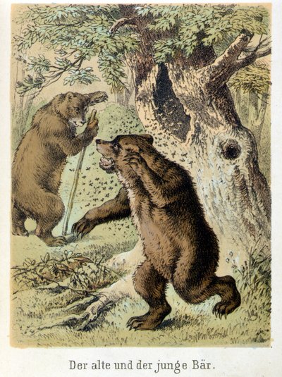 Illustration von Franz Hoffmanns Erzählungen „Märchen und Fabeln - Der junge Bär und der alte Bär“: ein junger Bär wird von Bienen angegriffen. Chromolithographie des 19. Jahrhunderts von German School