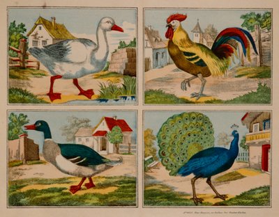 Illustration mit Ente, Gans, Pfau und Hahn, Neuruppiner Bilderbogen von German School