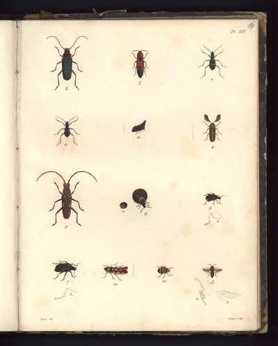 Insekten, Pl. XVI, Illustration aus Recueil d