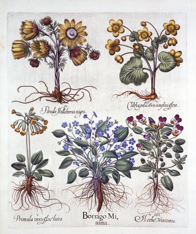 Ipheion Rolf Fiedler Frühlingssternblume, Sumpfdotterblume, Pseudo-Helleborus, Viola Tricolor und Schlüsselblume, aus Hortus Eystettensis, von Basil Besler, veröffentlicht 1613 von German School
