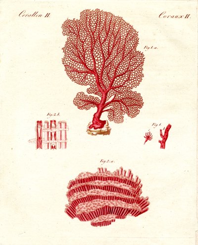 Arten von Korallen von German School