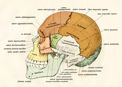 Seitliches Diagramm der Knochen des menschlichen Schädels von German School