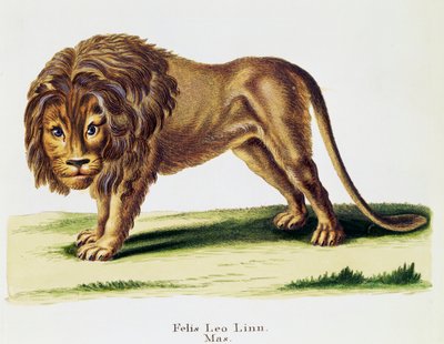 Löwe (Felis leo), aus Säugetiere aus der Natur illustriert mit Beschreibungen, von Johann Christian Daniel von Schreber (1739-1810), Stich von H I Tisroff, Band 3, Tafel 97-A, Deutschland von German School