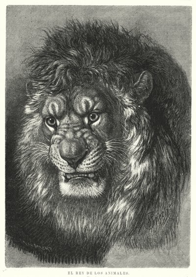 Löwe: König der Tiere (Lithografie) von German School
