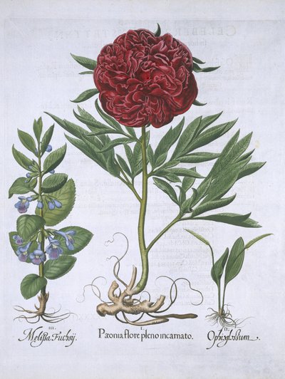 Melisse, Pfingstrose und Odontoglossum, aus Hortus Eystettensis von Basil Besler (1561-1629), veröffentlicht 1613 von German School