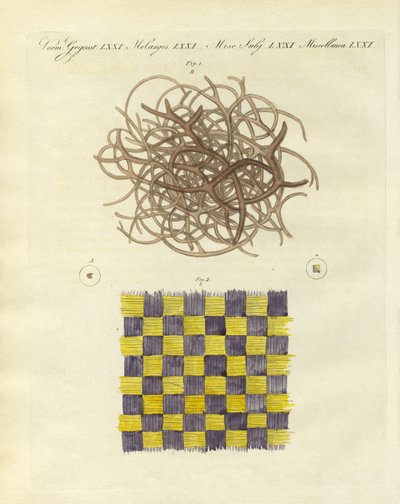 Mikroskopische Ansicht des Schwamms und der Qualle von German School