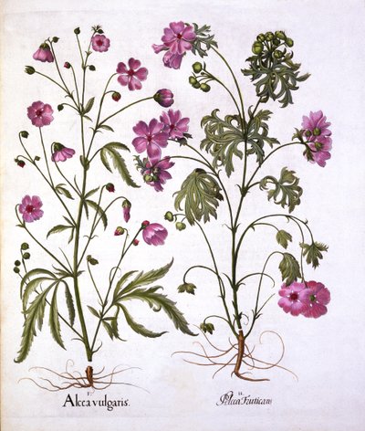 Moschus-Malve, aus Hortus Eystettensis, von Basil Besler, 1613 von German School