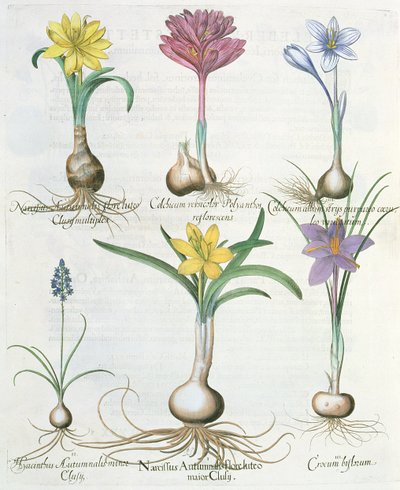 Narzissen, Krokusse und Hyazinthen: 1. Narcissus autumnalis; 2. Hyacinthus autumnalis; 3. Crocum biflorum; 4. Colchium album; 5. Colchium versicolor; 6. Narcissus autumnalis, aus dem Hortus Eystettensis von Basil Besler von German School