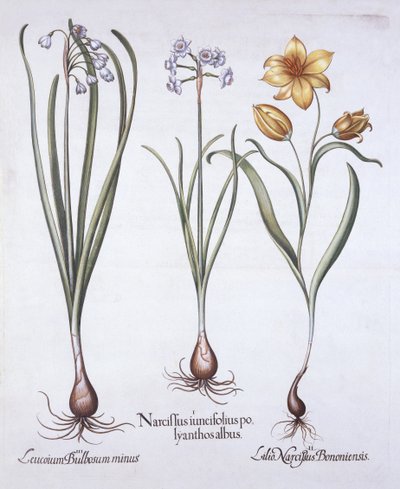 Narzisse, Tulpe und Sommer-Schneeflocke, aus Hortus Eystettensis, von Basil Besler, 1613 von German School