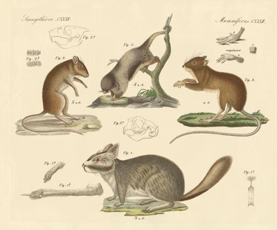 Neue Nagetiere von German School