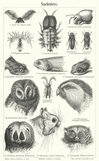 Nachtaktive Tiere (Stich) von German School