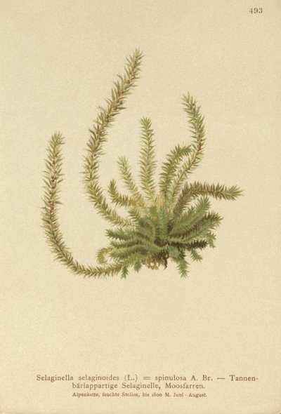 Nördlicher Moosfarn (Selaginella selaginoides, Selaginella spinulosa, Lycopodium selaginoides, Bernhardia spinosa) von German School