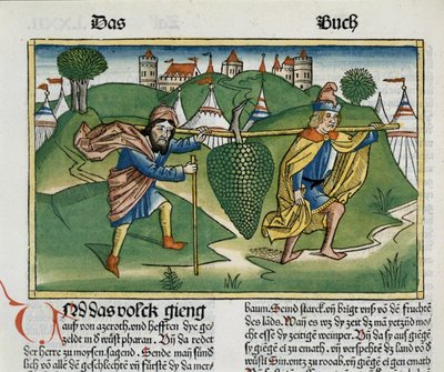 Numeri 13:23 Die Trauben von Eschol, aus der Nürnberger Bibel (Biblia Sacra Germanaica) von German School