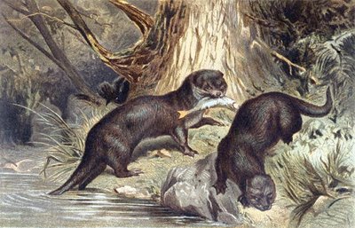 Otter, Tafel aus "Brehms Tierleben: Allgemeine Kunde des Tierreichs", Bd.1, S.670, veröffentlicht vom Bibliographischen Institut von German School