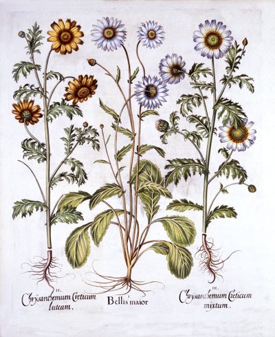 Ochsenauge und Kronen-Margerite, aus Hortus Eystettensis, von Basil Besler, veröffentlicht 1613 von German School