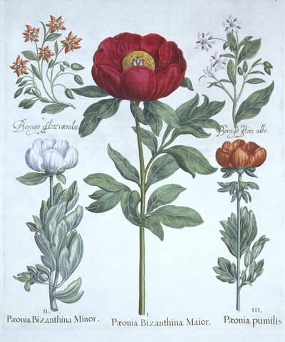 Pfingstrosen und Borretsch, aus Hortus Eystettensis, von Basil Besler (1561-1629), veröffentlicht 1613 von German School