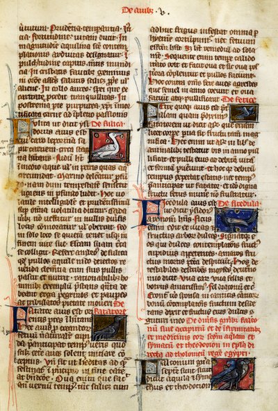 Seite aus De Natura Rerum über Vögel, von Albertus Magnus (circa 1200-1280) von German School