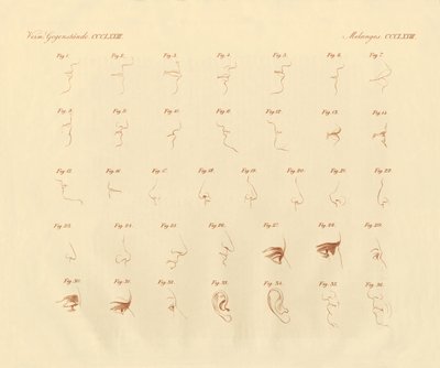 Physiognomischer Ausdruck des Sinnesorgans und der verbundenen Teile von German School