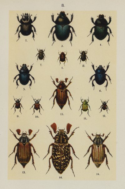 Tafel aus Das Handbuch des jungen Käfersammlers von German School