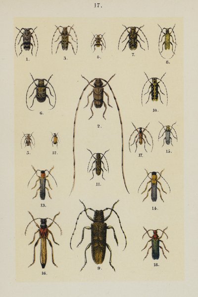 Tafel aus Das Handbuch des jungen Käfersammlers von German School