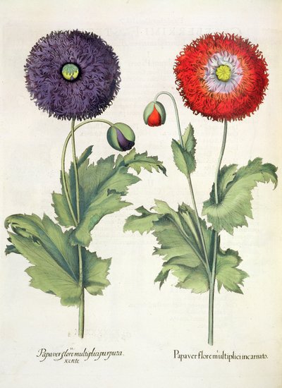 Mohnblumen: 1. Papaver flore multiplici incarnato; 2. Papaver flore multiplici purpurascente, aus dem Hortus Eystettensis von Basil Besler, veröffentlicht 1613 von German School