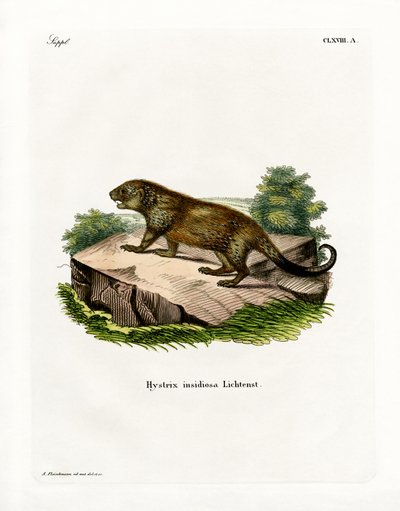 Stachelschwein von German School