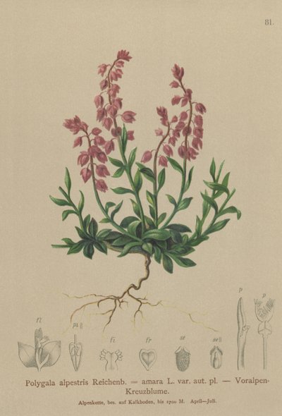 Voralpines Kreuzblümchen von German School