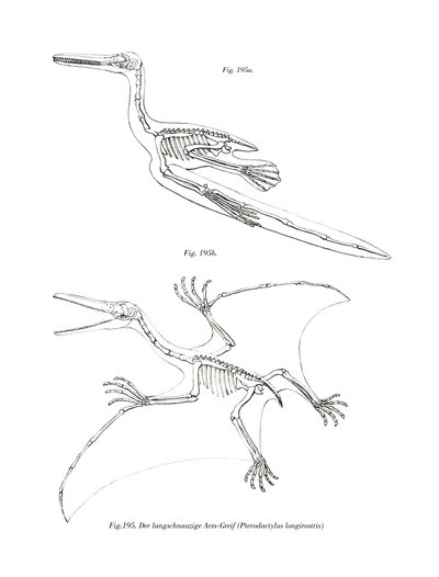 Pterodaktylus von German School