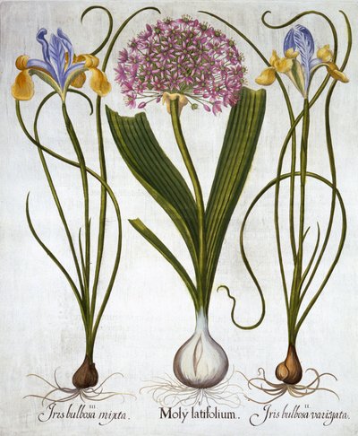 Lila Sensation und Spanische Schwertlilien, aus Hortus Eystettensis, von Basil Besler, veröffentlicht 1613 von German School