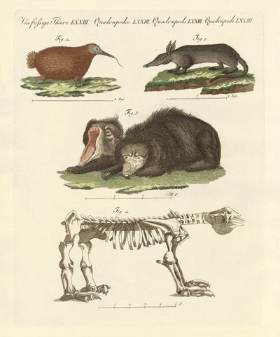Seltene Säugetiere von German School