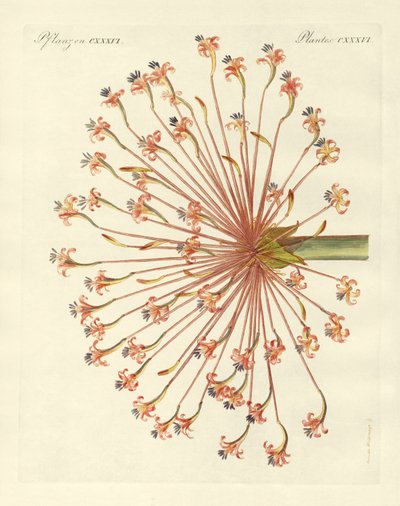Seltene Zierpflanzen (Farbstich) von German School