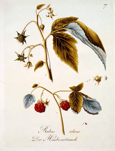 Himbeere, Illustration aus einem Buch deutscher Wildblumen von Johann Daniel von Reitter, veröffentlicht ca. 1803-5 von German School