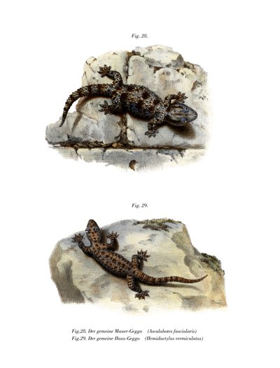 Ringmauer-Gecko von German School