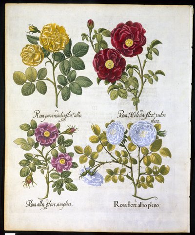 Rosen, Tafel 96 aus Hortus Eystettensis von Basil Besler (1561-1629), veröffentlicht 1613 von German School