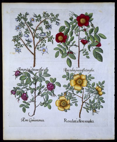 Rosen, Tafel 98 aus Hortus Eystettensis von Basil Besler (1561-1629), veröffentlicht 1613 von German School