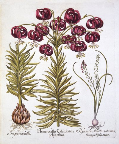 Scharlachrote Türkenbundlilie und Scilla Autumnalis, aus Hortus Eystettensis, von Basil Besler, veröffentlicht 1613 von German School
