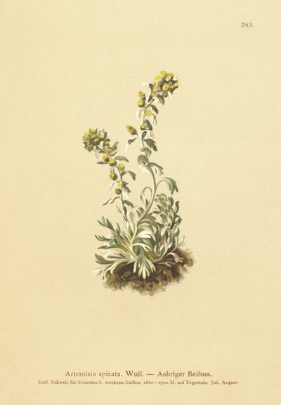 Ähriger Wermut (Artemisia spicata, Artemisia bocconei, Artemisia genipi) von German School